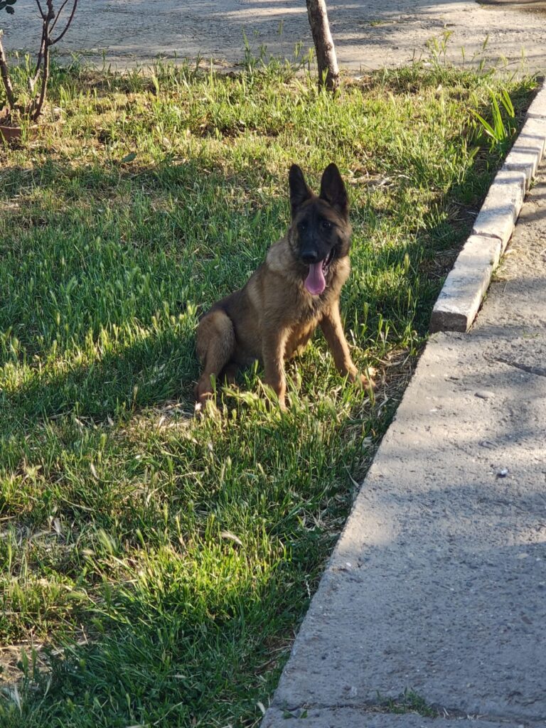 Câinii salvatori – parteneri de nădejde în misiunile de salvare 3 017dadd2 e43d 4e24 b4ed d731f0230880 1