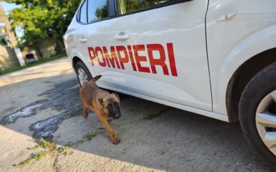 Câinii salvatori – parteneri de nădejde în misiunile de salvare