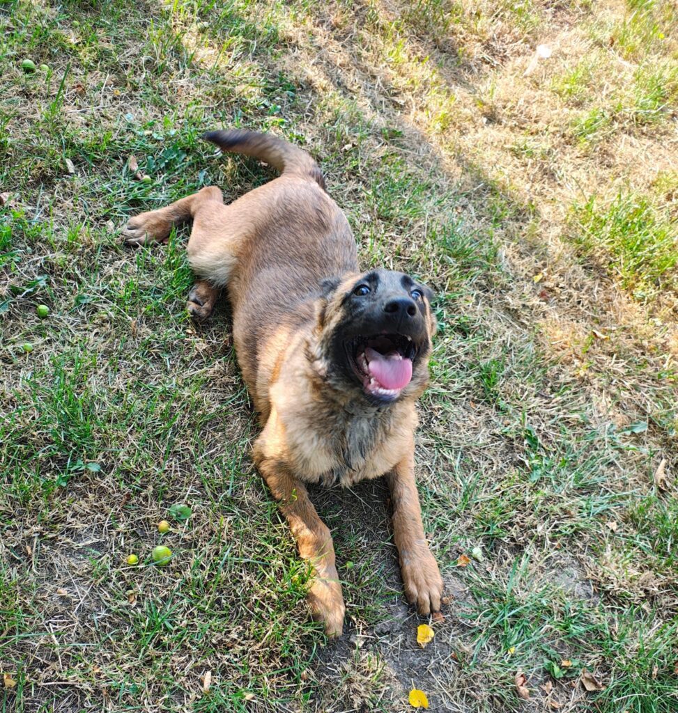 Câinii salvatori – parteneri de nădejde în misiunile de salvare 2 ce3d6ff7 614d 4b20 a8de 90a9cfc2de29 1