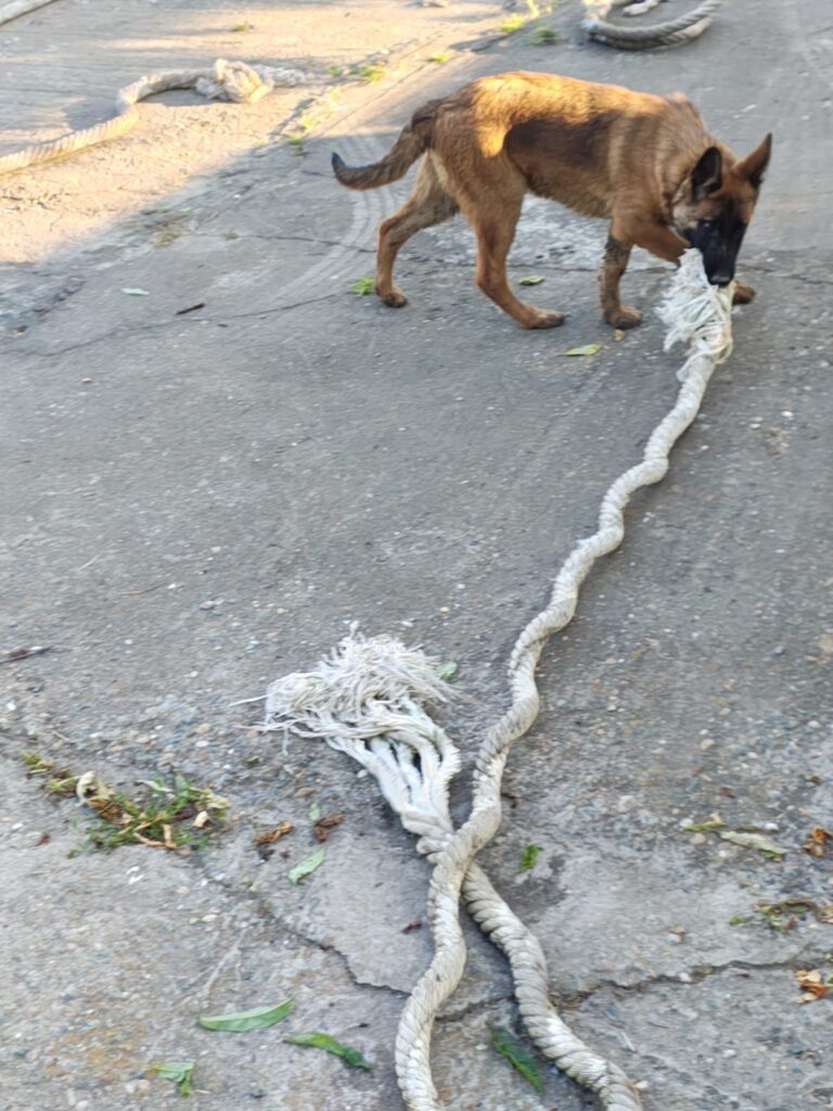 Câinii salvatori – parteneri de nădejde în misiunile de salvare 1 d808de22 ec3e 4641 ae76 0b4651d287f0 1